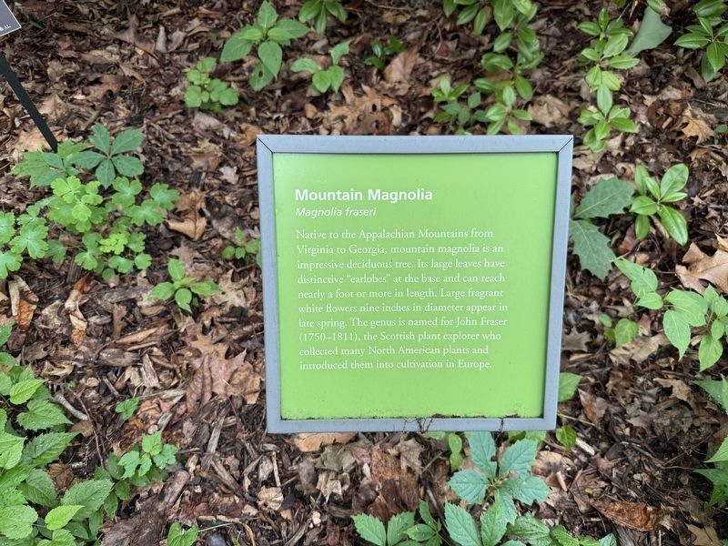 Mountain Magnolia Marker. Click for full size. Mountain Magnolia Marker image. Click for full size.