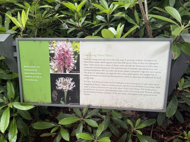 Conserving Native Plants Marker. Click for full size. Conserving Native Plants Marker image. Click for full size.