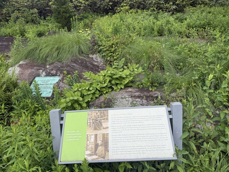 A History of Native Plants Marker. Click for full size. A History of Native Plants Marker image. Click for full size.