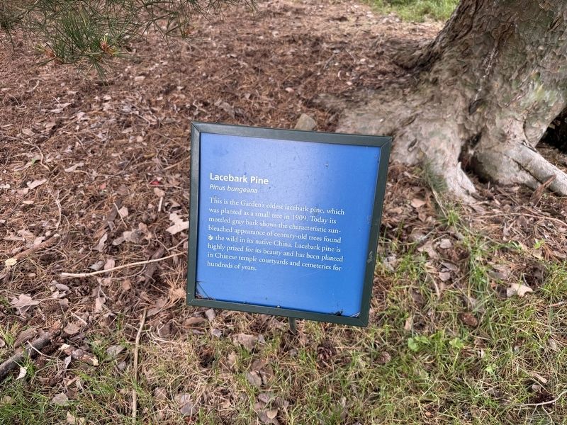 Lacebark Pine Marker. Click for full size. Lacebark Pine Marker image. Click for full size.