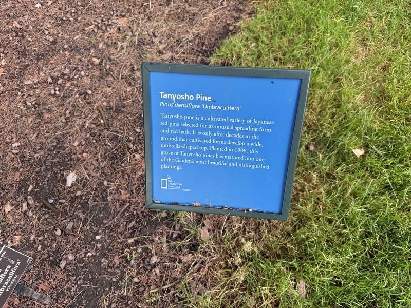 Tanyosho Pine Marker. Click for full size. Tanyosho Pine Marker image. Click for full size.