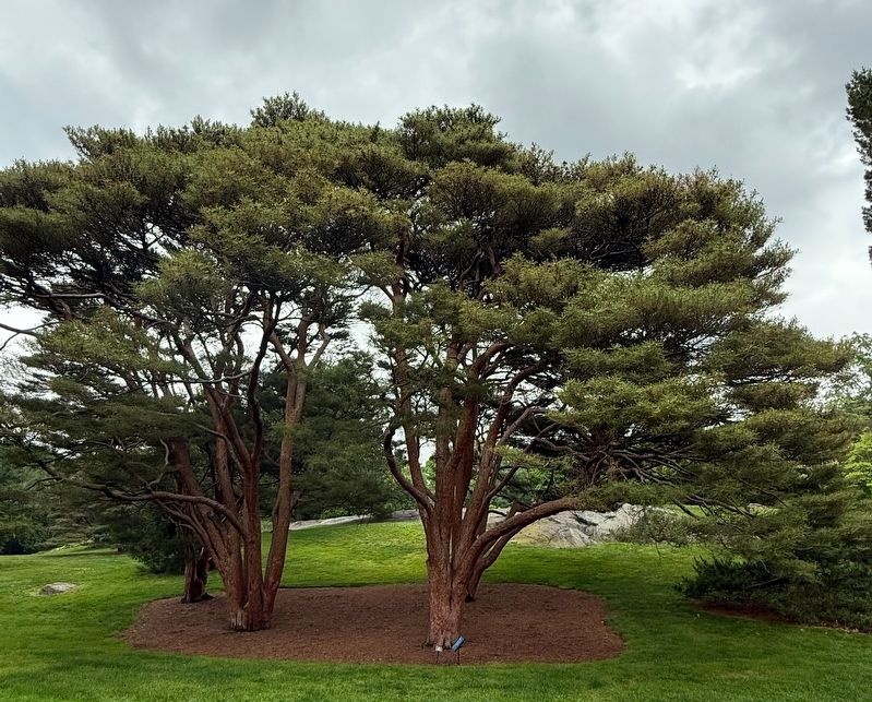 The Tanyosho Pine. Click for full size. The Tanyosho Pine image. Click for full size.