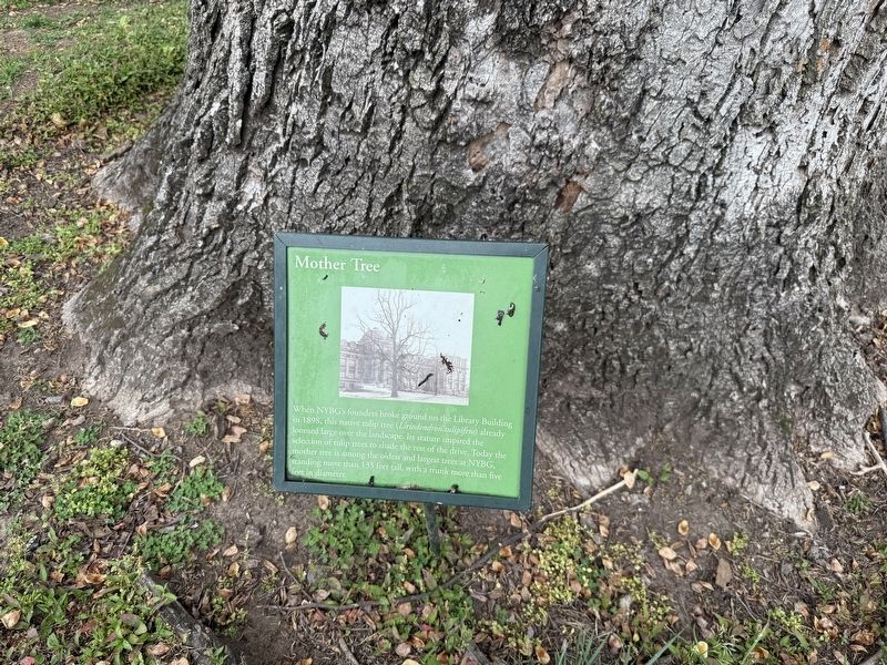 Mother Tree Marker image. Click for full size.