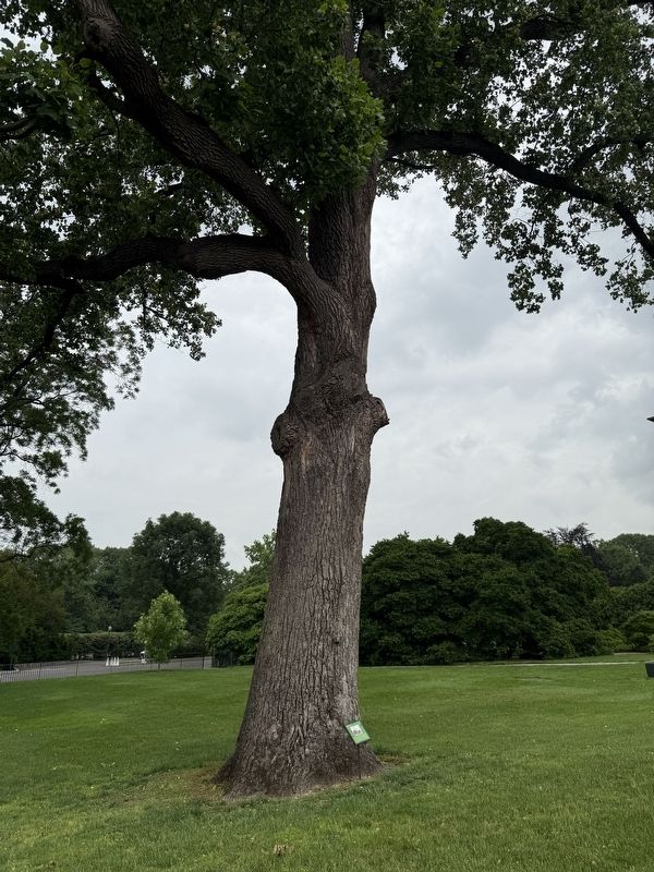 The Mother Tree image. Click for full size.