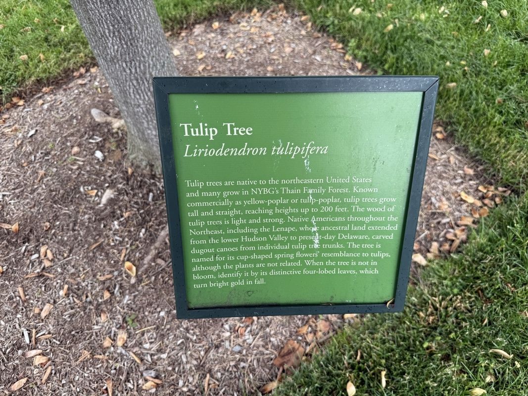 Tulip Tree Marker. Click for full size. Tulip Tree Marker image. Click for full size.