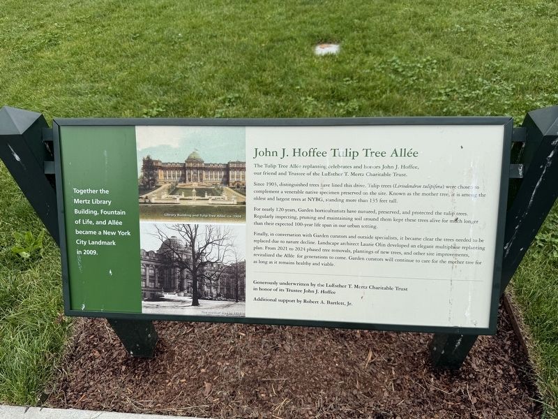 John J. Hoffee Tulip Tree All้e Marker. Click for full size. John J. Hoffee Tulip Tree All้e Marker image. Click for full size.