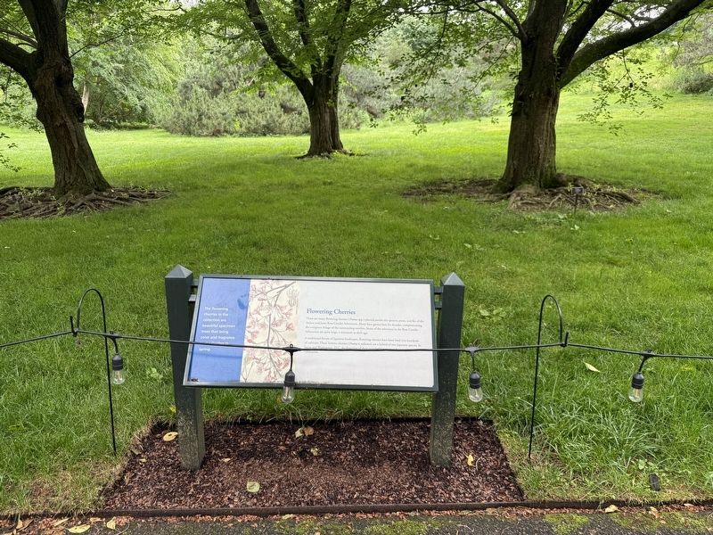 Flowering Cherries Marker. Click for full size. Flowering Cherries Marker image. Click for full size.