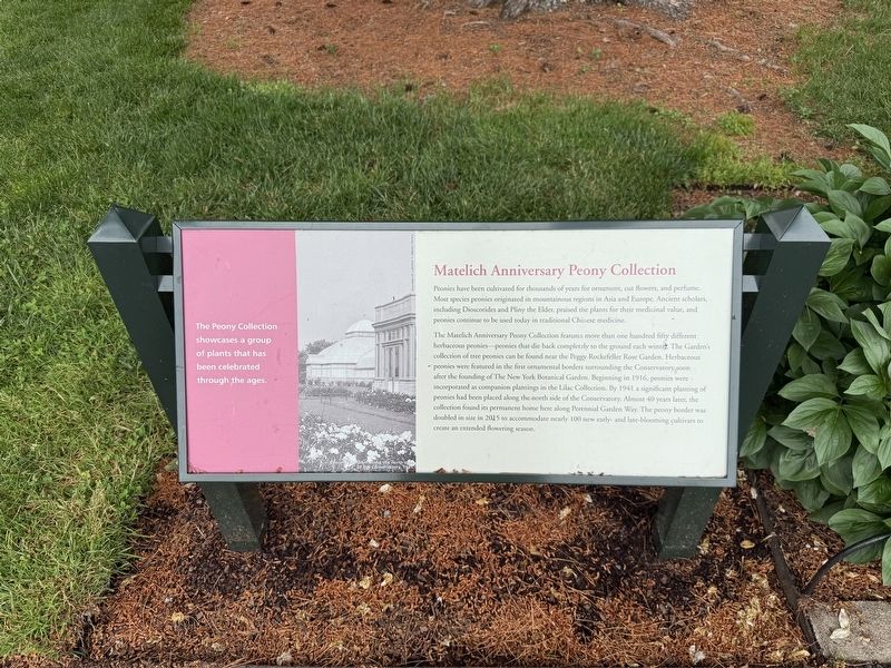 Matelich Anniversary Peony Collection Marker image. Click for full size.
