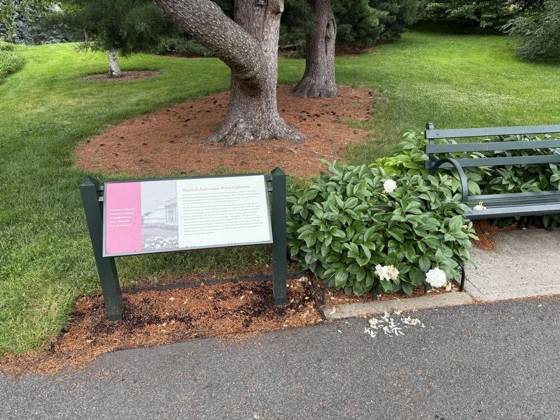 Matelich Anniversary Peony Collection Marker image. Click for full size.