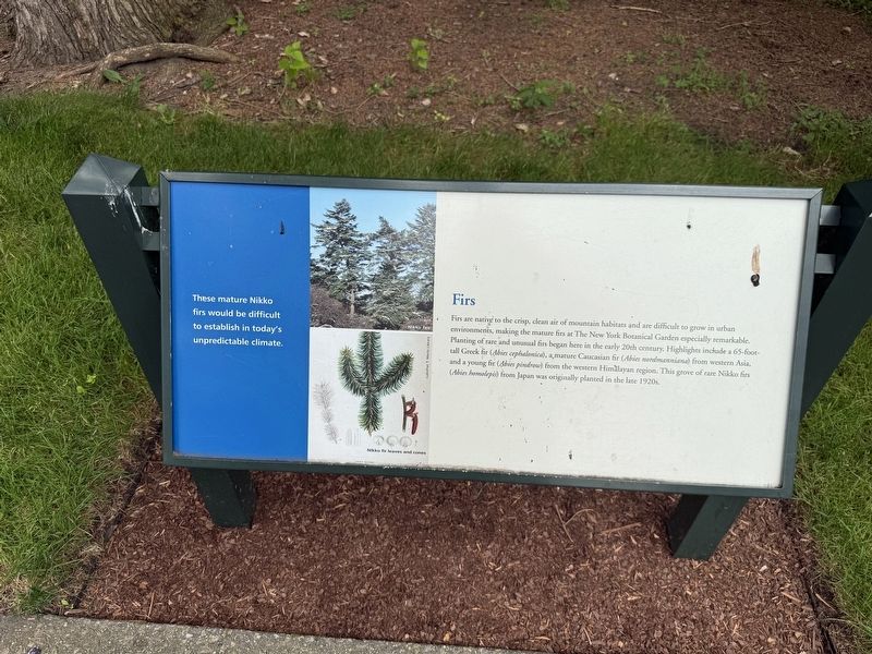 Firs Marker. Click for full size. Firs Marker image. Click for full size.