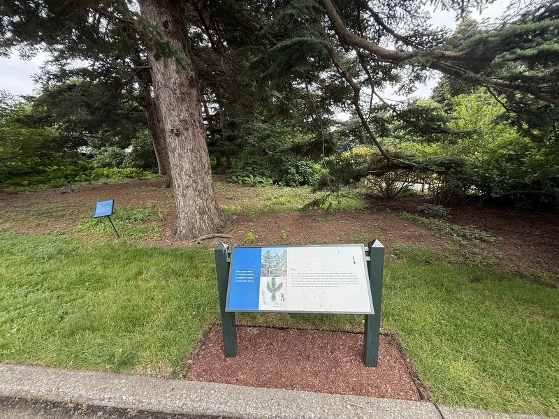 Firs Marker. Click for full size. Firs Marker image. Click for full size.