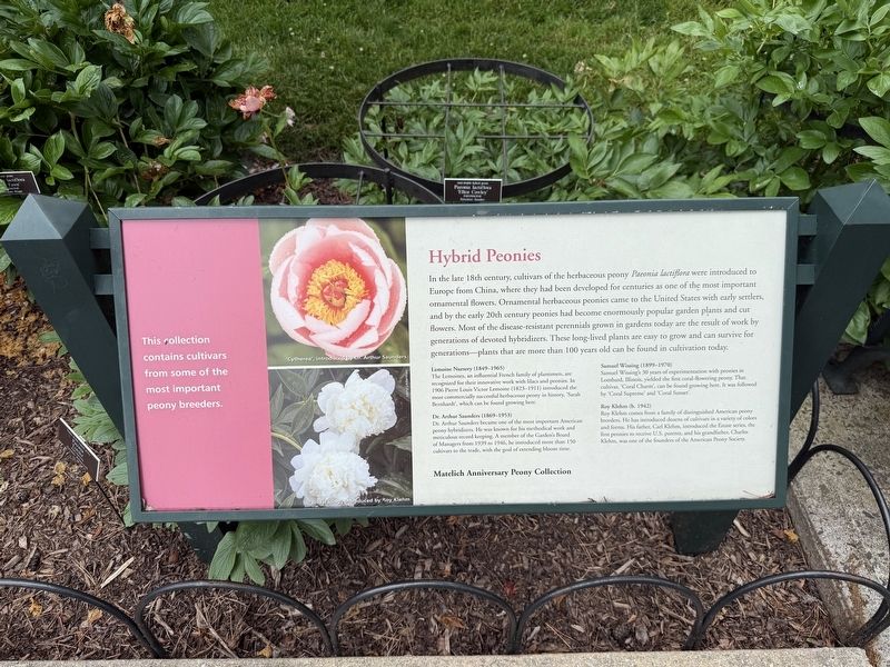 Hybrid Peonies Marker. Click for full size. Hybrid Peonies Marker image. Click for full size.