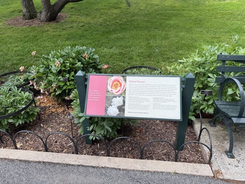 Hybrid Peonies Marker. Click for full size. Hybrid Peonies Marker image. Click for full size.