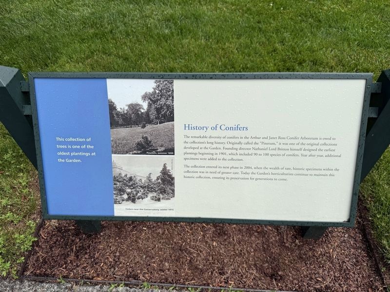History of Conifers Marker. Click for full size. History of Conifers Marker image. Click for full size.