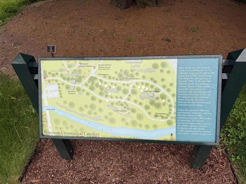 Benenson Ornamental Conifers Marker. Click for full size. Benenson Ornamental Conifers Marker image. Click for full size.