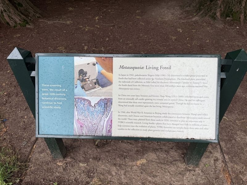 <i>Metasequoia</i>: Living Fossil Marker image. Click for full size.