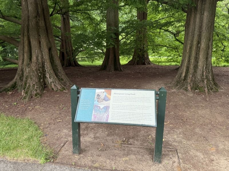 <i>Metasequoia</i>: Living Fossil Marker image. Click for full size.
