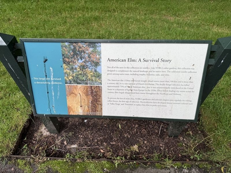American Elm: A Survival Story Marker. Click for full size. American Elm: A Survival Story Marker image. Click for full size.