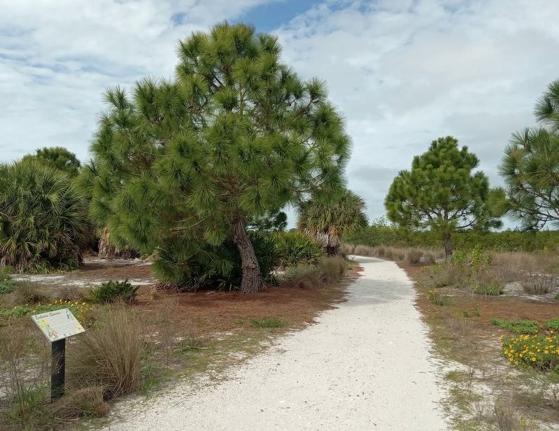 Endemic Species Marker in Perico Preserve image. Click for full size.