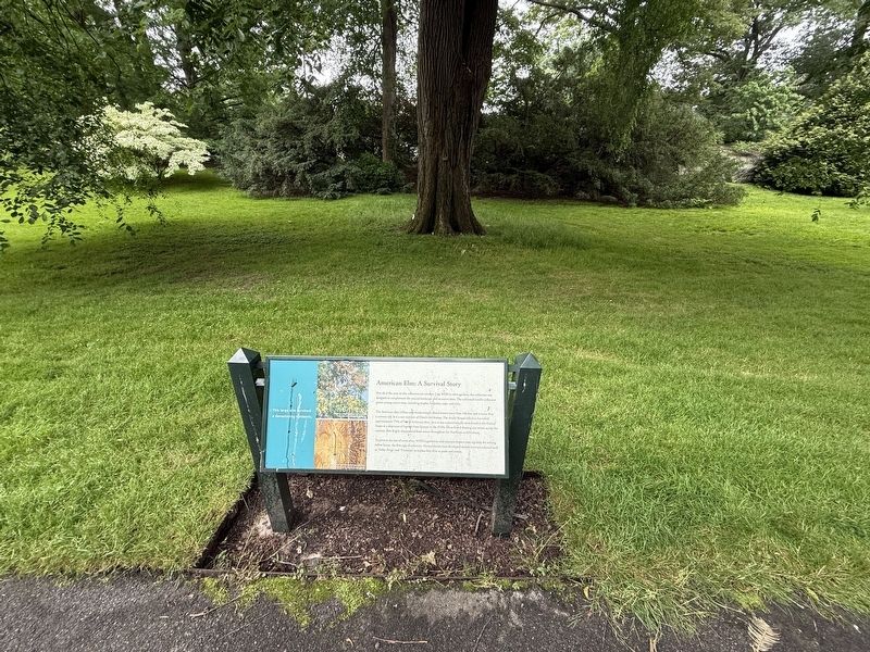American Elm: A Survival Story Marker. Click for full size. American Elm: A Survival Story Marker image. Click for full size.