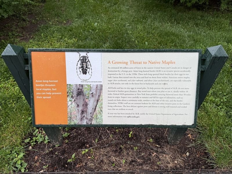 A Growing Threat to Native Maples Marker. Click for full size. A Growing Threat to Native Maples Marker image. Click for full size.