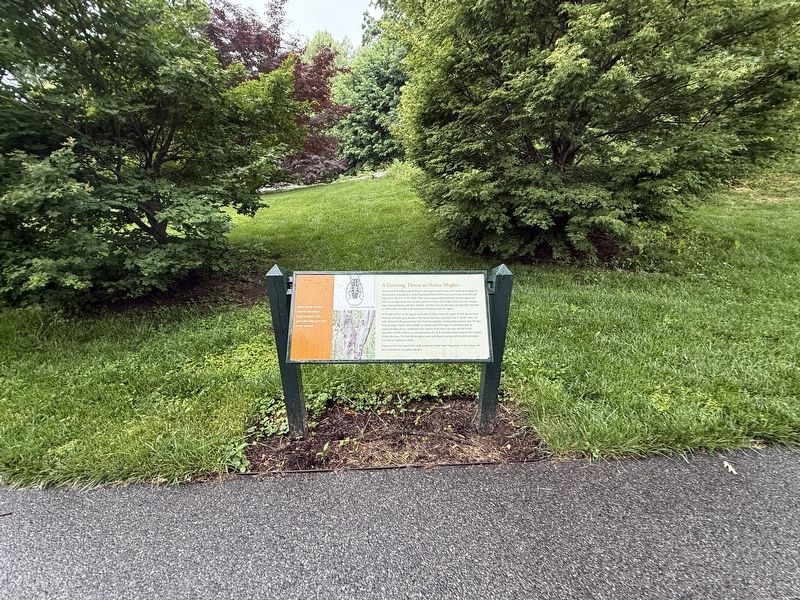 A Growing Threat to Native Maples Marker. Click for full size. A Growing Threat to Native Maples Marker image. Click for full size.