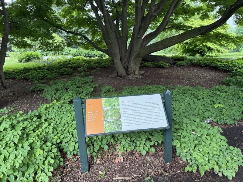 The Genus <i>Acer</i> Marker. Click for full size. The Genus <i>Acer</i> Marker image. Click for full size.