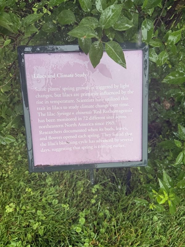 Lilacs and Climate Study Marker. Click for full size. Lilacs and Climate Study Marker image. Click for full size.