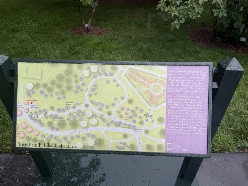 Burns Family Lilac Collection Marker. Click for full size. Burns Family Lilac Collection Marker image. Click for full size.