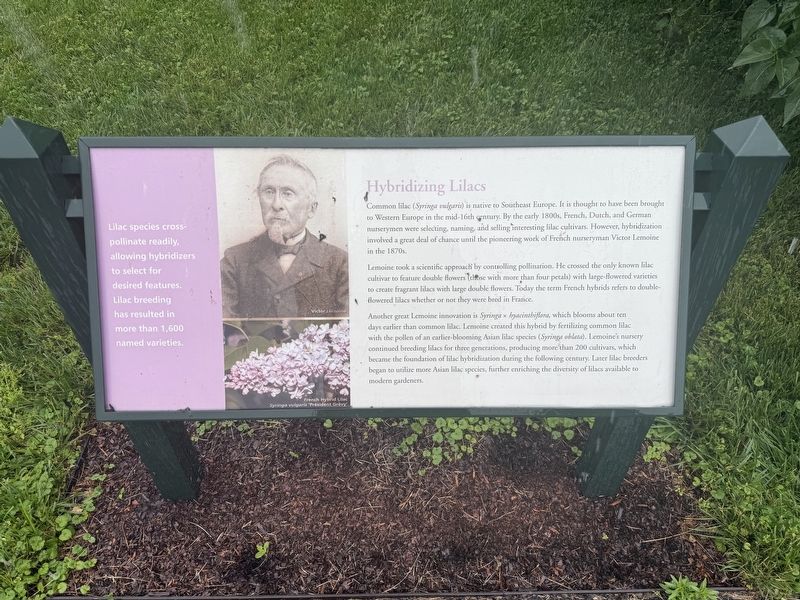 Hybridizing Lilacs Marker. Click for full size. Hybridizing Lilacs Marker image. Click for full size.