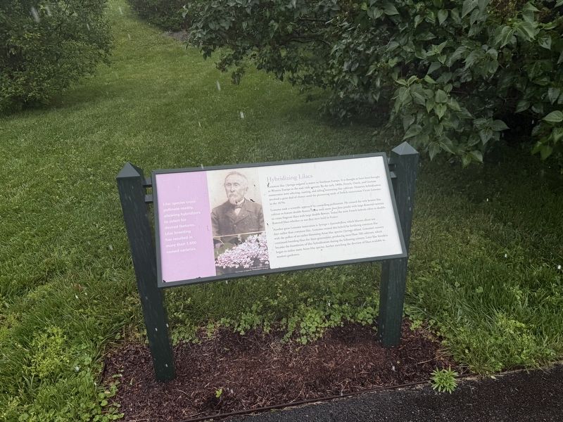 Hybridizing Lilacs Marker. Click for full size. Hybridizing Lilacs Marker image. Click for full size.