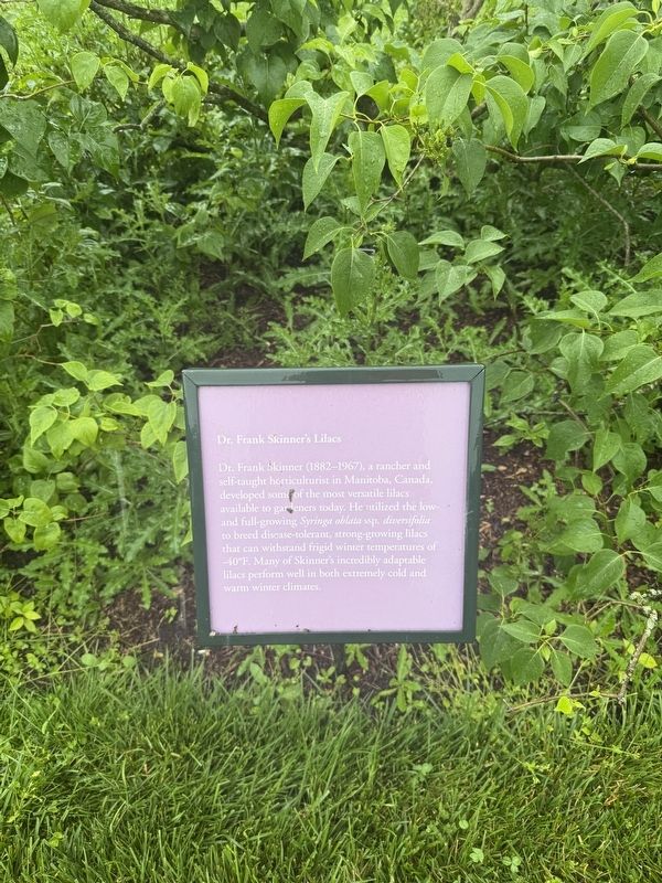 Dr. Frank Skinner's Lilacs Marker. Click for full size. Dr. Frank Skinner's Lilacs Marker image. Click for full size.