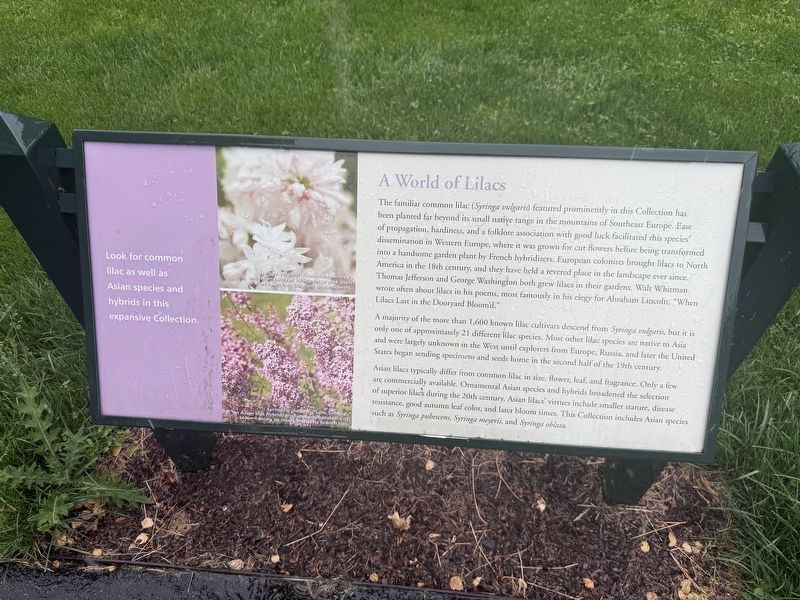 A World of Lilacs Marker image. Click for full size.