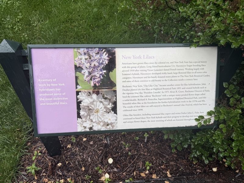 New York Lilacs Marker image. Click for full size.