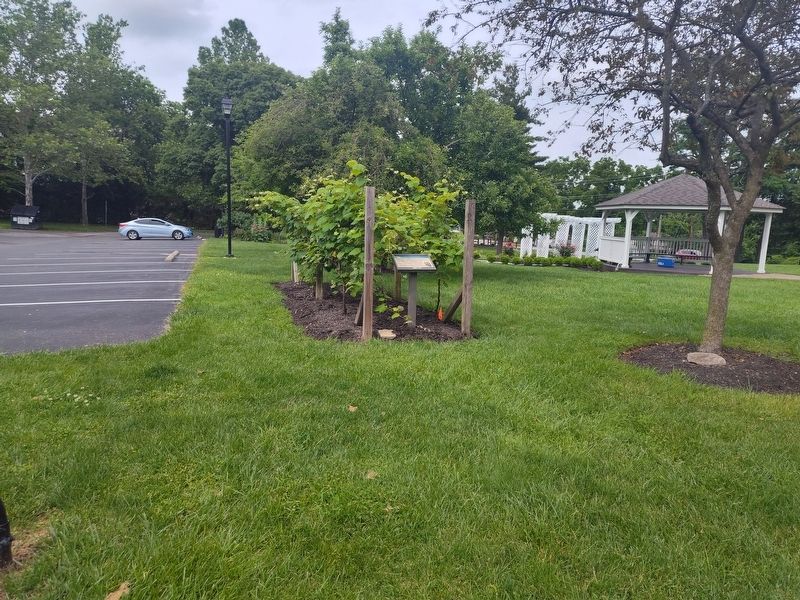 Vineyard, Pear & Apple Trees Marker. Click for full size. Vineyard, Pear & Apple Trees Marker image. Click for full size.
