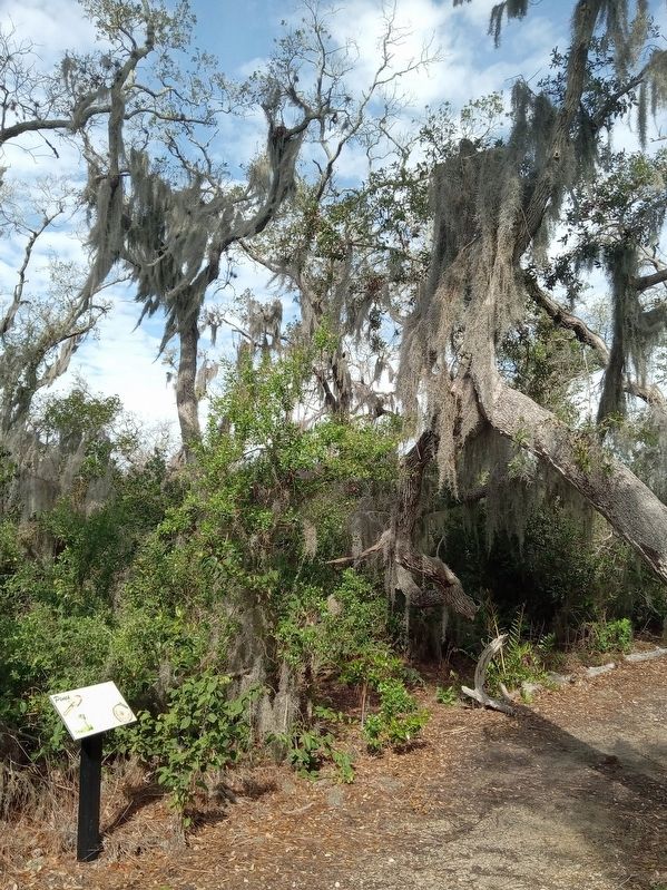 Pines Marker in Perico Preserve image. Click for full size.