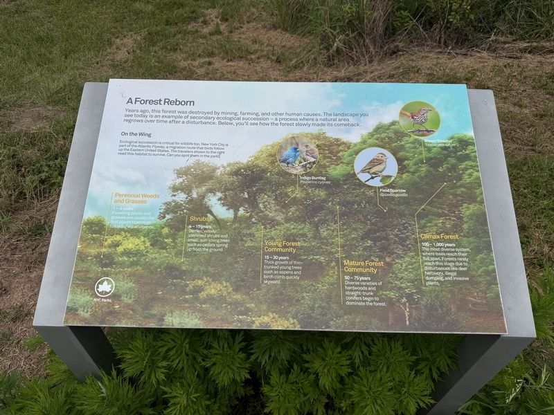 A Forest Reborn Marker. Click for full size. A Forest Reborn Marker image. Click for full size.