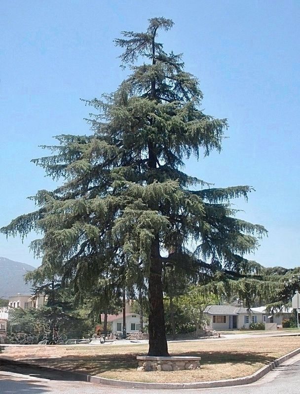 Deodar Cedar Tree and Bench - 2012 image. Click for full size.