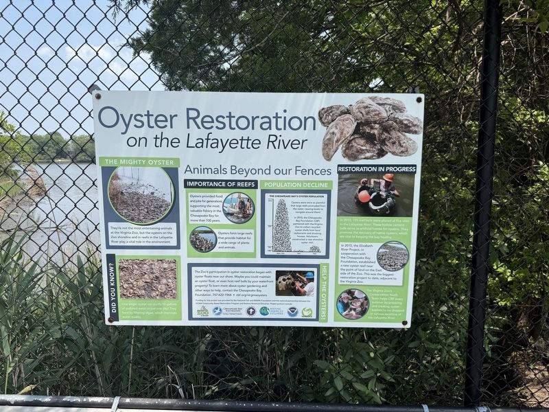 Oyster Restoration on the Lafayette River Marker image. Click for full size.