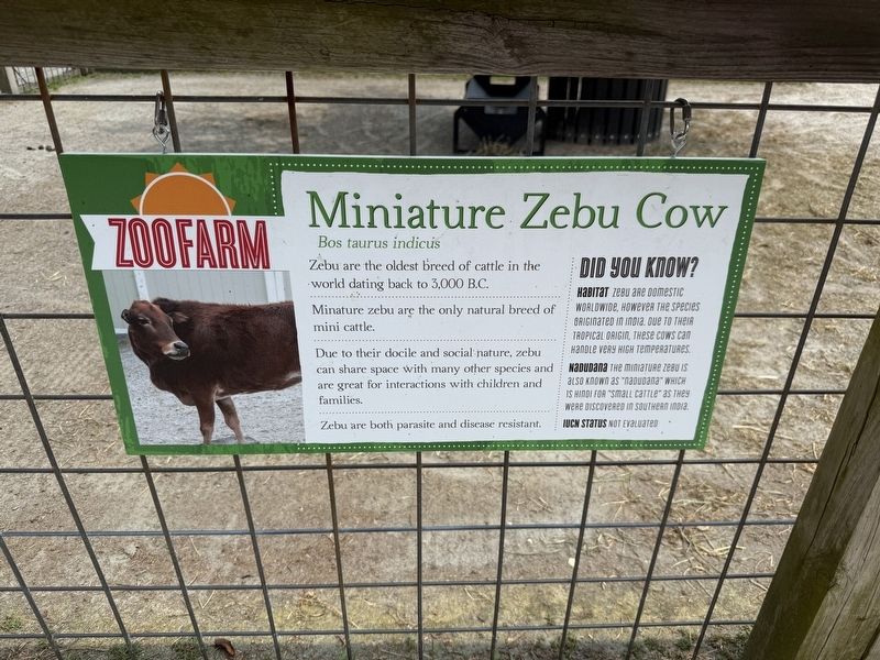 Miniature Zebu Cow Marker image. Click for full size.