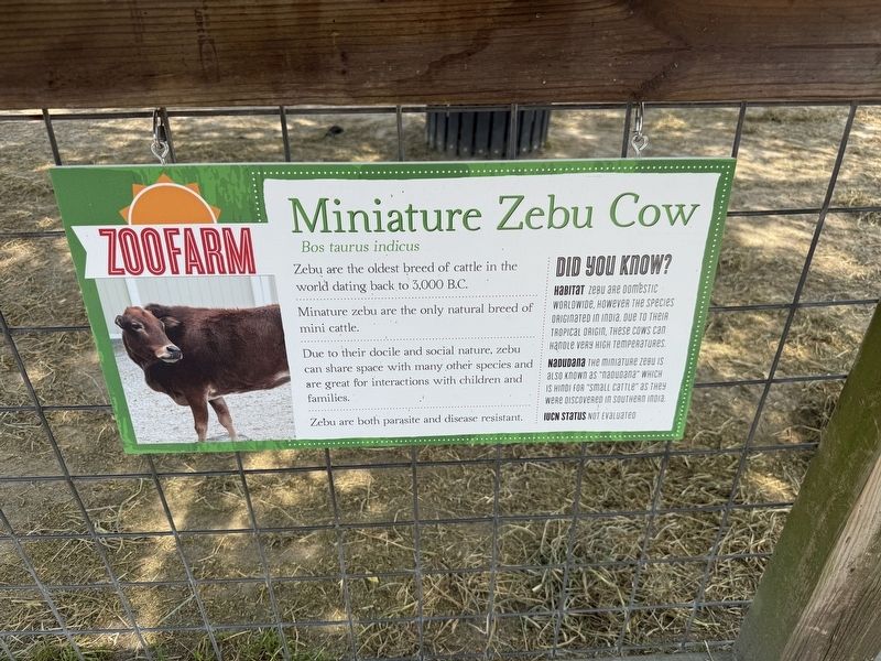 Miniature Zebu Cow Marker image. Click for full size.