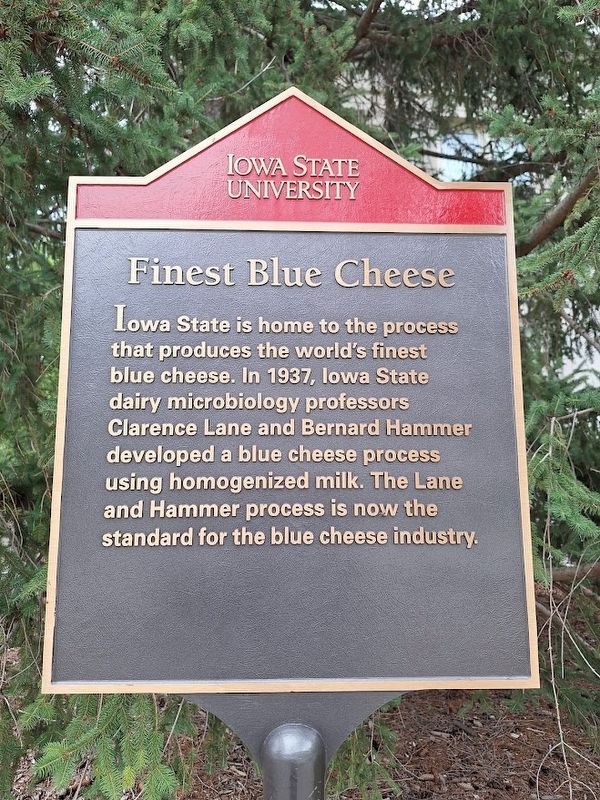 Finest Blue Cheese Marker. Click for full size. Finest Blue Cheese Marker image. Click for full size.
