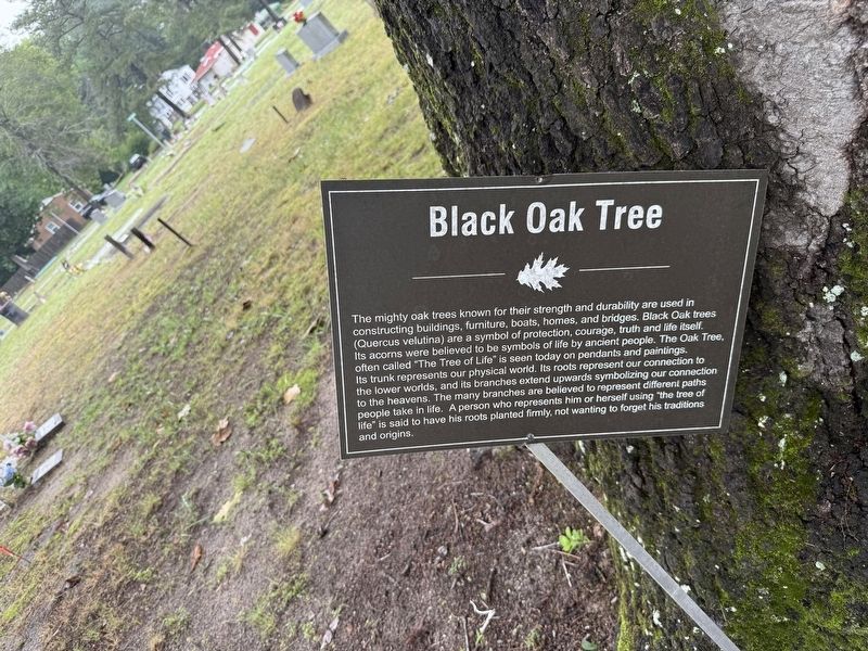 Black Oak Tree Marker image. Click for full size.