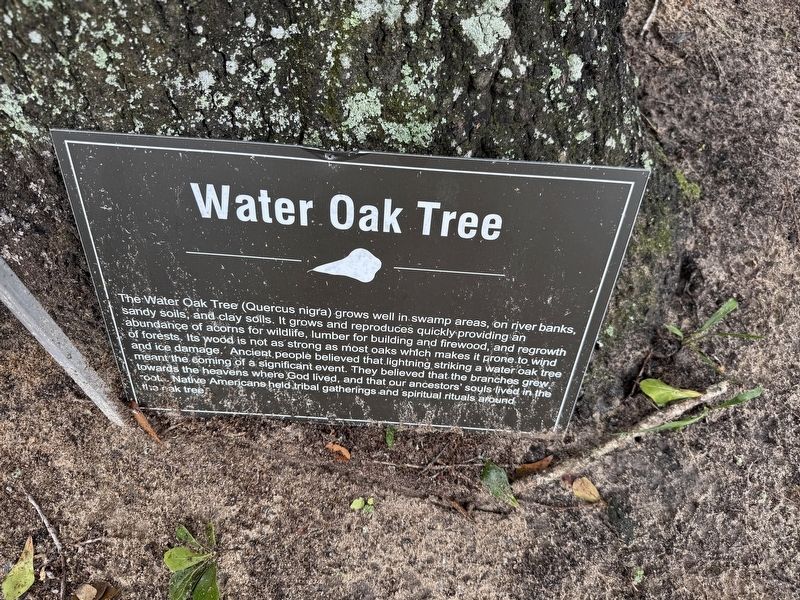 Water Oak Tree Marker. Click for full size. Water Oak Tree Marker image. Click for full size.