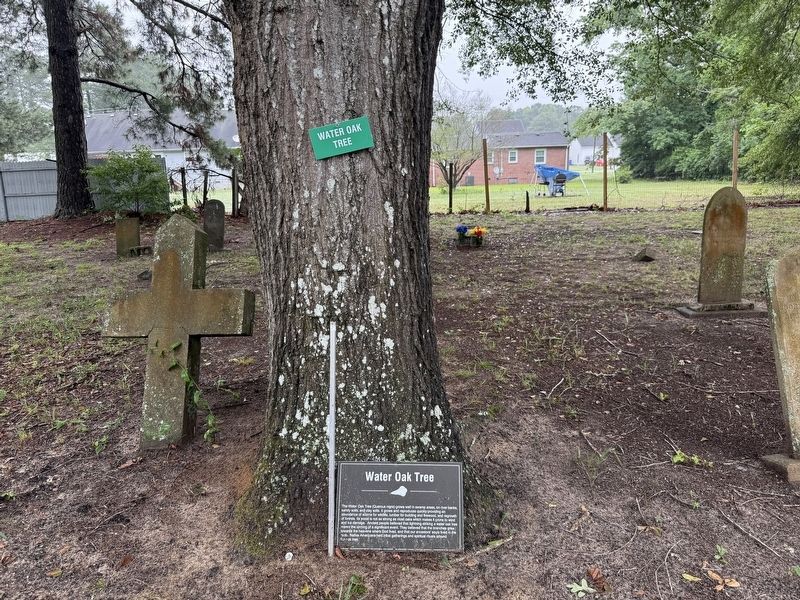 Water Oak Tree Marker which has fallen off its post. Click for full size. Water Oak Tree Marker which has fallen off its post image. Click for full size.