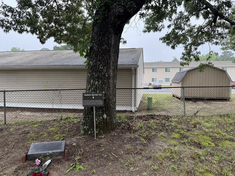 Southern Red Oak Tree Marker. Click for full size. Southern Red Oak Tree Marker image. Click for full size.