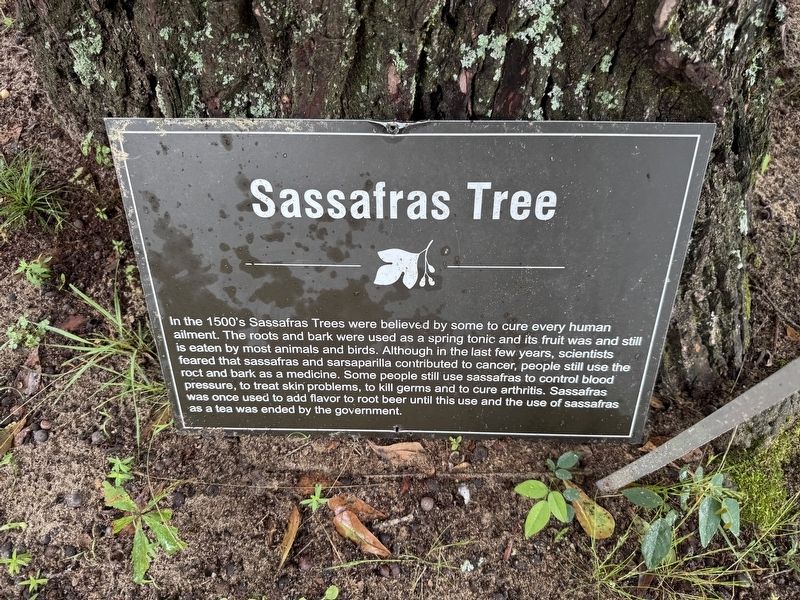 Sassafras Tree Marker. Click for full size. Sassafras Tree Marker image. Click for full size.
