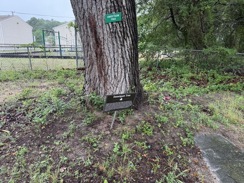 Sweetgum Tree Marker image. Click for full size.
