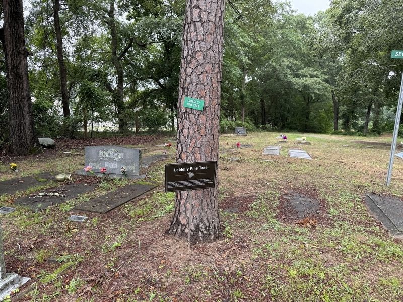 Loblolly Pine Tree Marker. Click for full size. Loblolly Pine Tree Marker image. Click for full size.