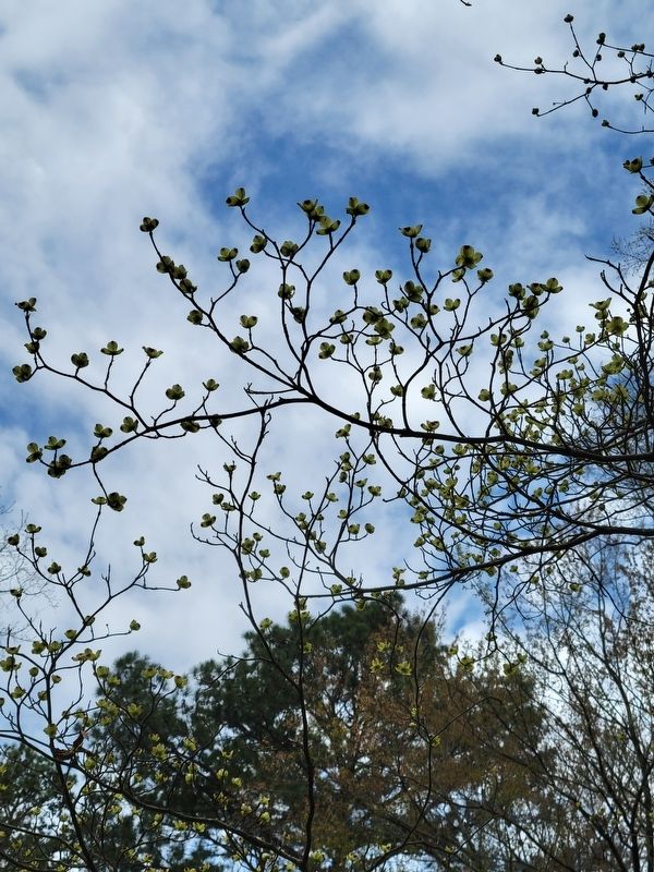 Flowering Dogwood in bloom in Danville. Click for full size. Flowering Dogwood in bloom in Danville image. Click for full size.